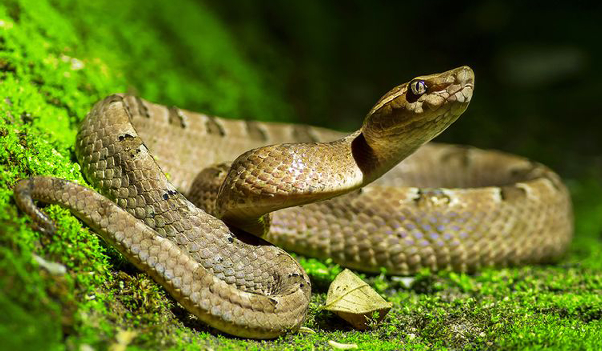Snake bites woman, husband takes reptile also to hospital